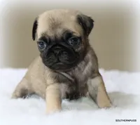 Biscuit , a female Pug for sale in Dallas, TX – 3 of 10