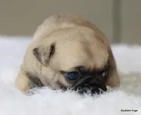 Walter, a male Pug for sale in Dallas, TX – 6 of 10
