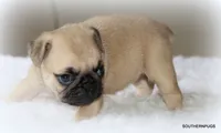 Noodle, a female Pug for sale in Dallas, TX – 9 of 10