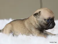 Otis, a male Pug for sale in Dallas, TX – 9 of 10