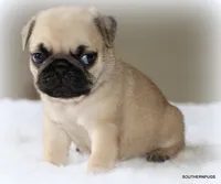 Noodle, a female Pug for sale in Dallas, TX – 6 of 10