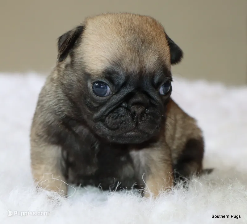 Biscuit  – Pug puppy for sale in Dallas, TX