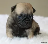 Biscuit , a female Pug for sale in Dallas, TX – 1 of 10