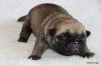 Alex, a male Pug for sale in Dallas, TX – 9 of 10