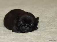 Larry, a male Pug for sale in Dallas, TX – Photo 2 of 10