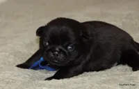 Larry, a male Pug for sale in Dallas, TX – Photo 7 of 10