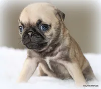 Otis, a male Pug for sale in Dallas, TX – 4 of 10