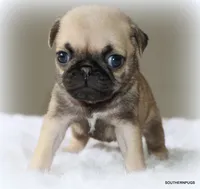 Otis, a male Pug for sale in Dallas, TX – 9 of 10