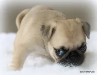 Noodle, a female Pug for sale in Dallas, TX – 2 of 10