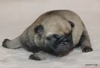 processed/86841252-d96f-490d-830f-8708d3f4c4ea/listing/1b25b7a0-d39f-4936-81df-bded59e64bc0/6c2aa380-234a-4ece-a834-a0139c0ecb0e