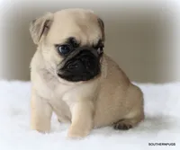 Noodle, a female Pug for sale in Dallas, TX – 10 of 10