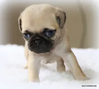 Walter, a male Pug for sale in Dallas, TX – 2 of 9