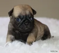 Biscuit , a female Pug for sale in Dallas, TX – 9 of 10