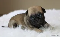 Biscuit , a female Pug for sale in Dallas, TX – 10 of 10