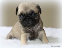 Biscuit , a female Pug for sale in Dallas, TX – 4 of 10