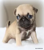 Otis, a male Pug for sale in Dallas, TX – 3 of 10