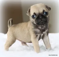 Otis, a male Pug for sale in Dallas, TX – 6 of 10