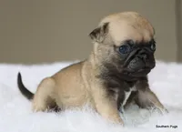 Otis, a male Pug for sale in Dallas, TX – 5 of 10