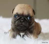 Otis, a male Pug for sale in Dallas, TX – 6 of 10