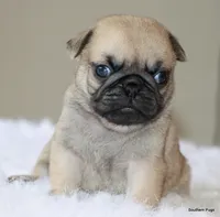 Noodle, a female Pug for sale in Dallas, TX – 4 of 10