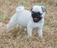 Ace, a male Pug for sale in Dallas, TX – 10 of 10