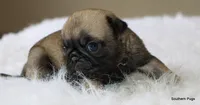 Biscuit , a female Pug for sale in Dallas, TX – 2 of 10