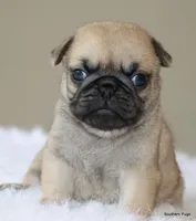 Noodle, a female Pug for sale in Dallas, TX – 6 of 10