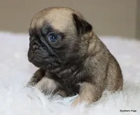 Biscuit , a female Pug for sale in Dallas, TX – 3 of 10