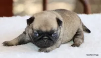 Hazel, a female Pug for sale in Dallas, TX – 2 of 9