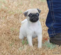 Ace, a male Pug for sale in Dallas, TX – 5 of 10