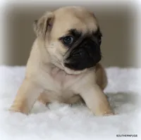 Noodle, a female Pug for sale in Dallas, TX – 8 of 10