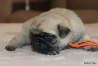 processed/86841252-d96f-490d-830f-8708d3f4c4ea/listing/396ca87e-fdff-4d0a-b53e-5d1853a5c521/5631c934-e6ec-43b4-84f3-b52df303b142