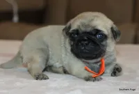 processed/86841252-d96f-490d-830f-8708d3f4c4ea/listing/396ca87e-fdff-4d0a-b53e-5d1853a5c521/f9905849-cc69-4cfd-a6e6-dfad2f2a639d