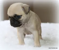 Walter, a male Pug for sale in Dallas, TX – 9 of 9