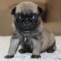 Ziggy, a male Pug for sale in Dallas, TX – Photo 7 of 9