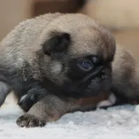 Ziggy, a male Pug for sale in Dallas, TX – Photo 2 of 9