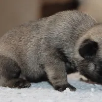 Ziggy, a male Pug for sale in Dallas, TX – Photo 8 of 9