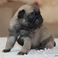 Ziggy, a male Pug for sale in Dallas, TX – Photo 9 of 9