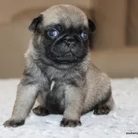 Ziggy, a male Pug for sale in Dallas, TX – Photo 1 of 9