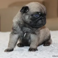 Ziggy, a male Pug for sale in Dallas, TX – Photo 4 of 9