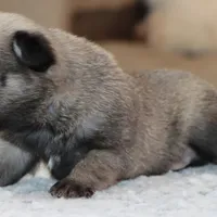 Ziggy, a male Pug for sale in Dallas, TX – Photo 3 of 9