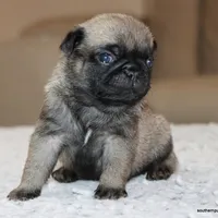 Ziggy, a male Pug for sale in Dallas, TX – Photo 6 of 9