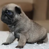 Ziggy, a male Pug for sale in Dallas, TX – Photo 5 of 9