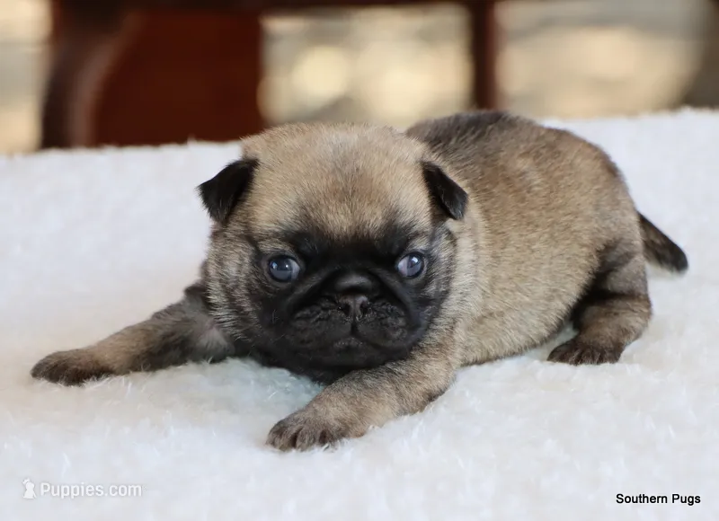 Hazel – Pug puppy on hold in Dallas, TX