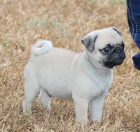 Ace, a male Pug for sale in Dallas, TX – 3 of 10