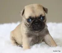 Walter, a male Pug for sale in Dallas, TX – 9 of 10