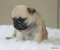 Noodle, a female Pug for sale in Dallas, TX – 3 of 10
