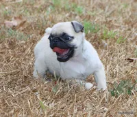 Ace, a male Pug for sale in Dallas, TX – 8 of 10