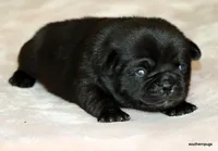 Diva, a female Pug for sale in Dallas, TX – Photo 10 of 10