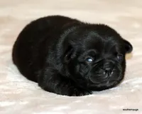 Diva, a female Pug for sale in Dallas, TX – Photo 3 of 10